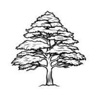 Detailed black and white drawing of a cedar tree on a white background, nature and art concept vector