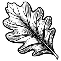 Black and white illustration of a detailed oak leaf showing intricate vein patterns vector