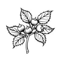 Detailed botanical illustration branch with hazelnuts and leaves, intricate floral design vector