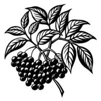 Artistic elderberry branch illustration with leaves and berries, botanical nature design vector