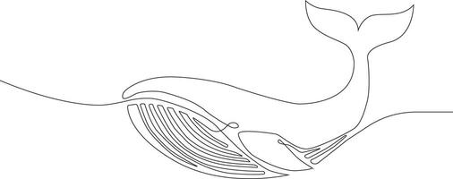 A whale is shown in a line drawing vector