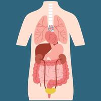 simulation of Human with Internal Organs simple flat color Illustration vector
