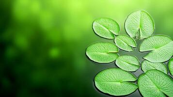 Lush green lily pads floating serenely on a tranquil pond with soft blurred background photo