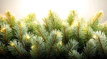 Lush green pine branches adorned with soft glowing lights against a warm, blurred background photo
