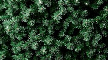Lush green pine branches adorned with soft white lights create a festive atmosphere in winter photo