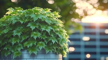 Lush green foliage in a modern urban setting with soft sunlight filtering through trees photo