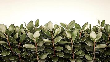 Lush green foliage creating a natural backdrop with soft lighting for a serene atmosphere photo