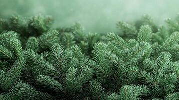 Lush green pine branches creating a serene background with soft bokeh lighting effects photo