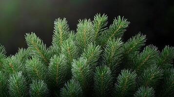 Lush green pine branches showcasing vibrant foliage against a soft, blurred background photo