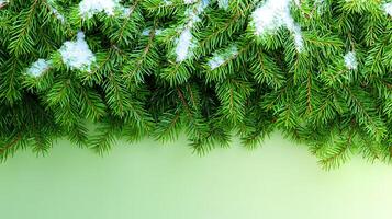Lush green pine branches adorned with snowflakes against a soft gradient background photo