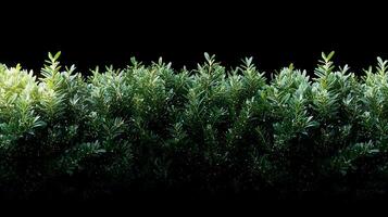Lush green hedge with vibrant foliage against a dark background, creating a serene atmosphere photo
