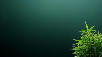 Lush green bamboo leaves against a dark gradient background, creating a serene and tranquil atmosphere photo