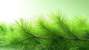 Lush green pine branch with soft focus background, ideal for nature-themed designs photo