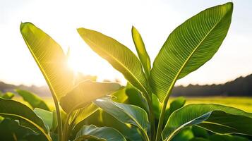 Lush green banana leaves illuminated by sunlight in a serene landscape, evoking tranquility photo