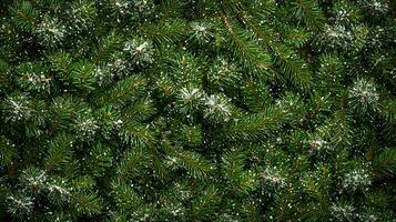 Lush green pine branches adorned with delicate snowflakes, creating a serene winter backdrop photo