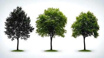 Three distinct trees showcasing seasonal changes in color and foliage against a neutral background photo