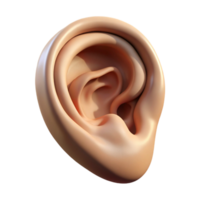 wonderful rustic A human ear, realistically rendered, soft diffused light, subtle shadows, minimalist portrait study professional png