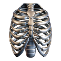 extraordinary rustic Human ribcage augmented with articulated, segmented metal plates, reflecting a harsh, metallic sheen, in a dystopian style authentic png