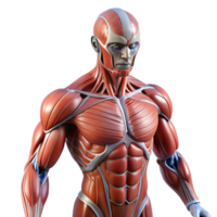 wonderful creative Human muscular system augmented with artificial fibers and actuators, exhibiting a rippling, dynamic texture, in a biopunk style premium png