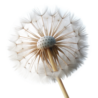 extraordinary classic A close-up of a dandelion seed head, its seeds about to be carried away by the wind. Macro photography style detailed png