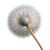 extraordinary vintage A single dandelion seedhead, delicate and intricate, backlit by soft sunlight, macro photography detailed png