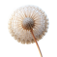 vibrant vintage A single dandelion seedhead, delicate and intricate, backlit by soft sunlight, macro photography detailed png