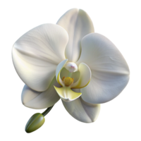 serene modern A single, perfect white orchid, delicate and elegant, soft lighting, photorealistic style professional png