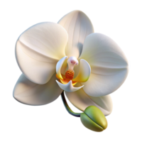 vibrant contemporary A single, perfect white orchid, delicate and elegant, soft lighting, photorealistic style high resolution png