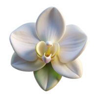 elegant classic A single, perfect white orchid, delicate and elegant, soft lighting, photorealistic style detailed png