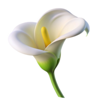 extraordinary traditional A single, perfect white calla lily, its delicate petals unfurling, lit by a soft, cool light. Minimalist style original png