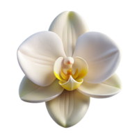 elegant contemporary A single, perfect white orchid, soft diffused lighting, elegant and refined style 4K png