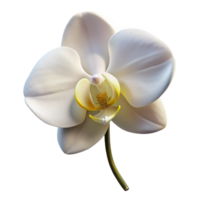 wonderful traditional A single, perfect white orchid, soft diffused lighting, elegant and refined style professional png