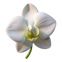 serene artistic A single, perfect white orchid, soft diffused lighting, elegant and refined style exclusive png