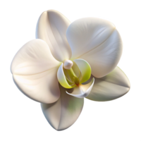 impressive traditional A single, perfect white orchid, soft diffused lighting, elegant and refined style high quality png