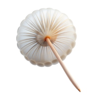 stunning classic A single, floating dandelion seed, delicate structure, soft natural light, minimalist botanical theme authentic png
