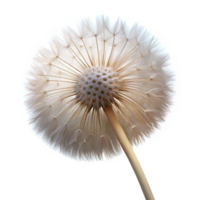 extraordinary rustic A single dandelion seedhead with delicate, fluffy seeds, backlit by soft sunlight, macro photography style genuine png