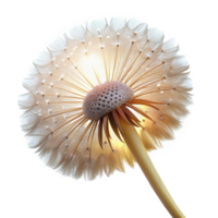 magnificent contemporary A dew-kissed dandelion seedhead, moments before dispersing in the wind, lit by a soft golden backlight. Macro photography style detailed png