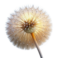beautiful vintage A dew-kissed dandelion seedhead, moments before dispersing in the wind, lit by a soft golden backlight. Macro photography style original png