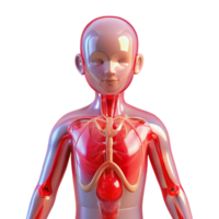 impressive minimalist A transparent human body with visible circulatory system, pulsating red, medical illustration style high quality png