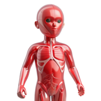 serene abstract A transparent human body with visible circulatory system, pulsating red, medical illustration style 4K png