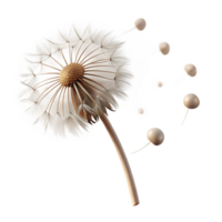 wonderful rustic A lone dandelion seedhead with seeds blowing in the wind, soft diffused light, macro photography style high quality png