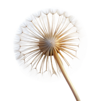 elegant rustic A single dandelion seedhead with delicate, wispy parachutes, backlit by a soft glow, macro photography detailed png