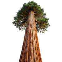 extraordinary contemporary A giant sequoia tree reaching towards the sky, its bark textured and weathered, with a majestic, nature photography style detailed png
