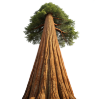 beautiful creative A giant sequoia tree reaching towards the sky, its bark textured and weathered, with a majestic, nature photography style professional png