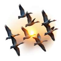 beautiful minimalist A flock of migrating geese flying in V-formation, sunset lighting, silhouette style authentic png