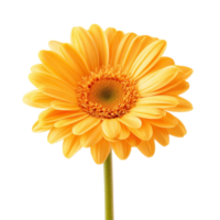A single vibrant orange flower isolated against a clean transparent background highlighting its delicate petals and texture, single fresh flower isolated on transparent background png