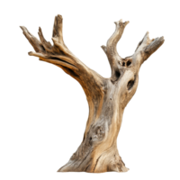 Dry tree wood with twisted branches isolated on a transparent background, showcasing natural texture and form, Dry tree wood isolated on transparent background. Tree wood transparent background png