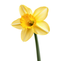 A beautiful daffodil flower isolated on a transparent background showcasing its vibrant yellow petals and delicate structure, dafodil flower isolated on transparent background png