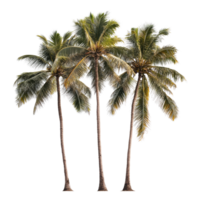 Isolated coconut trees standing tall against a transparent background, capturing the essence of tropical paradise and serenity, coconut trees isolated on transparent background png