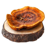 A vibrant Lingzhi mushroom Ganoderma lucidum displayed on a wooden slice against a transparent background, Lingzhi Mushroom Ganoderma Lucidum on transparent background png